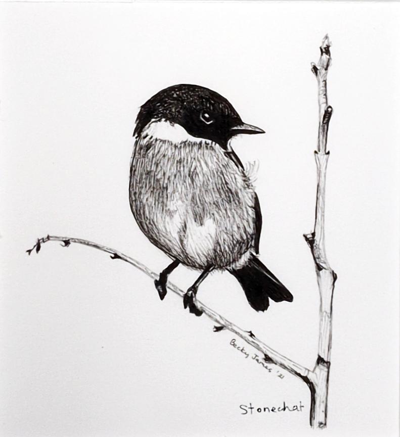 Becky James - Stonechat - Mounted Print