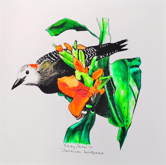 Becky James - Jamaican Woodpecker - Mounted Print