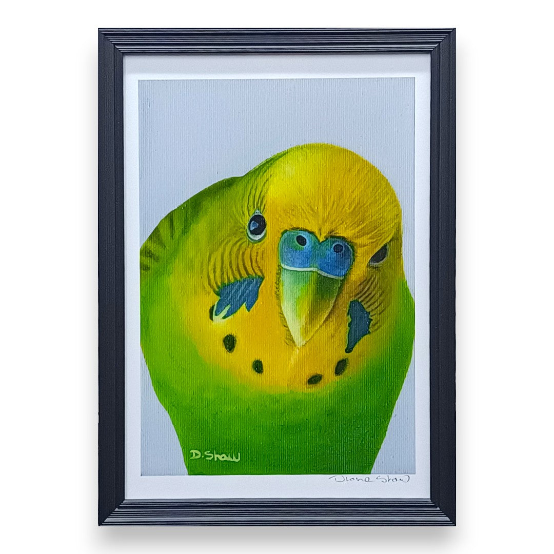 Filey Art Society - Diane Shaw - Cheeky Boy