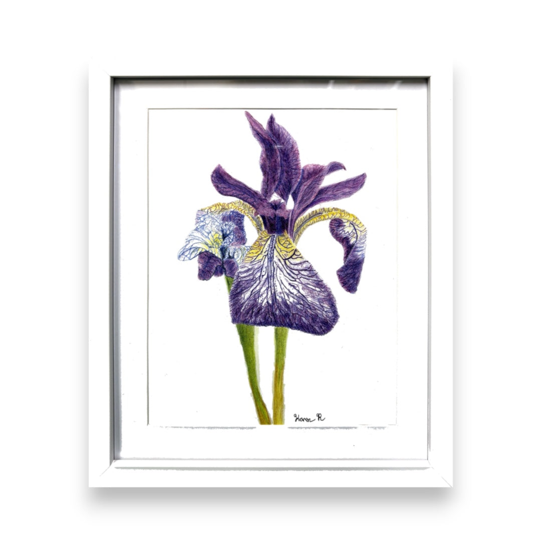Filey Art Society - Karen Race - Lily in Bloom