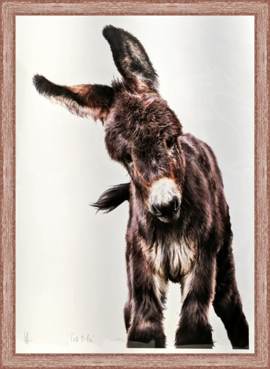 Donkey
