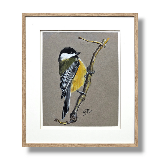 Filey Art Society - Ellis Booth - Great Tit